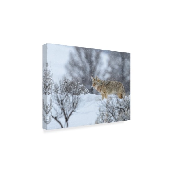 Galloimages Online 'Fox In Snow' Canvas Art,35x47